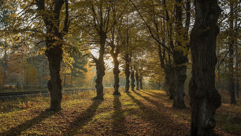 Golden Autumn Woodland Path wallpaper