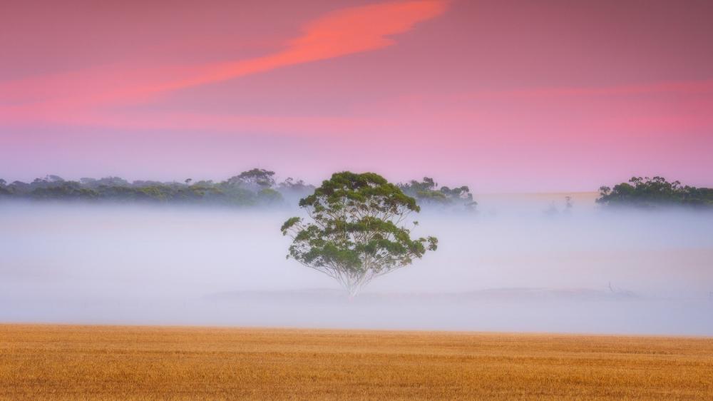 Misty Dawn Over Golden Plain wallpaper