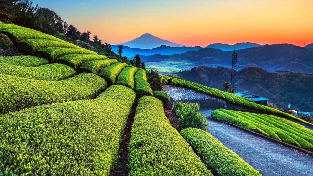 Sunrise Over Shizuoka Tea Terraces wallpaper