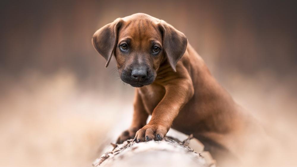 Curious Puppy on a Log wallpaper