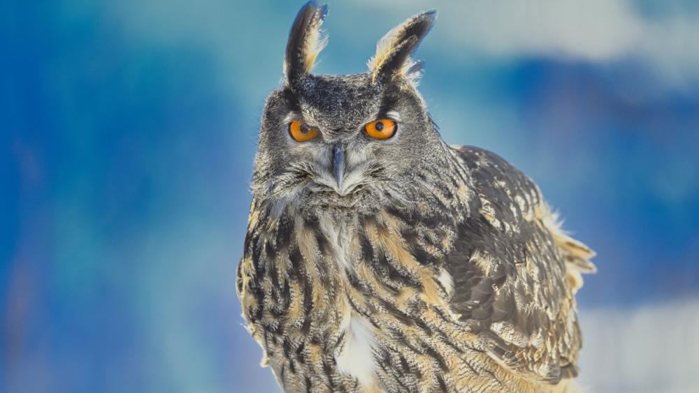 Majestic Owl in Winter Light wallpaper