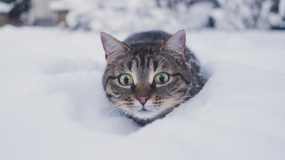 Snowy Tabby Peek wallpaper