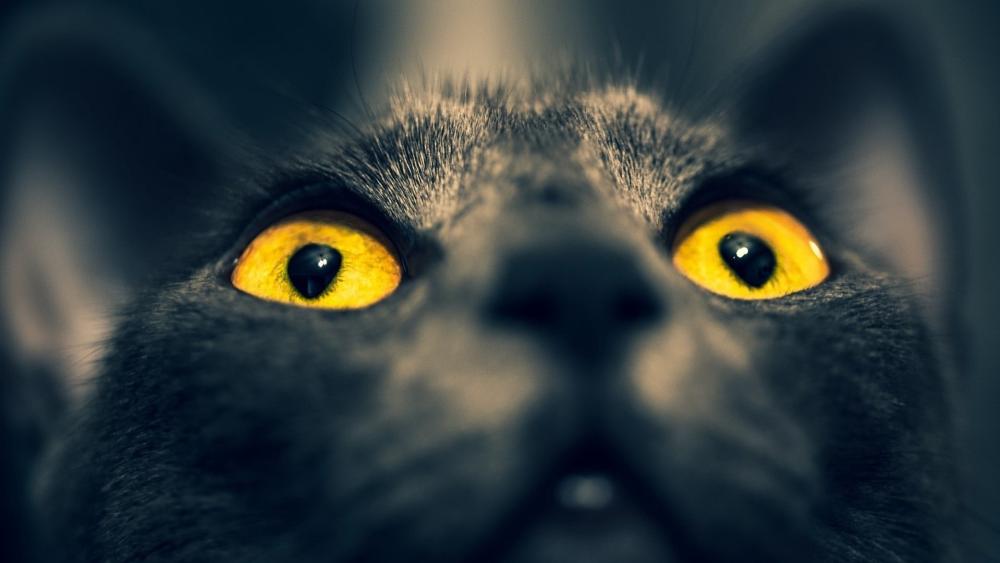 Golden Eyed Shadow Cat wallpaper