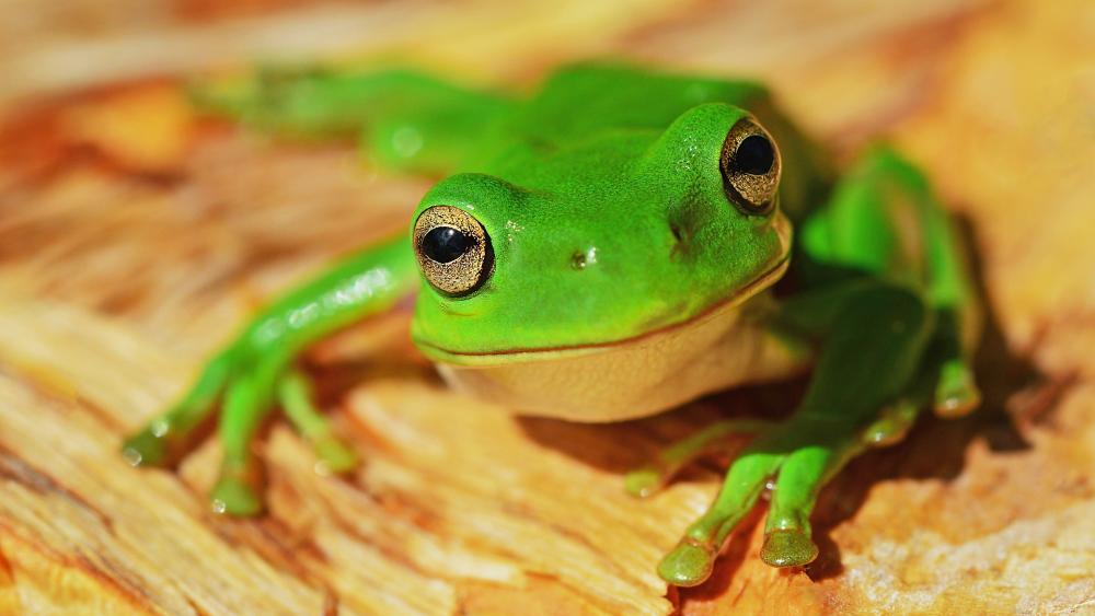 Bright Green Frog Closeup wallpaper