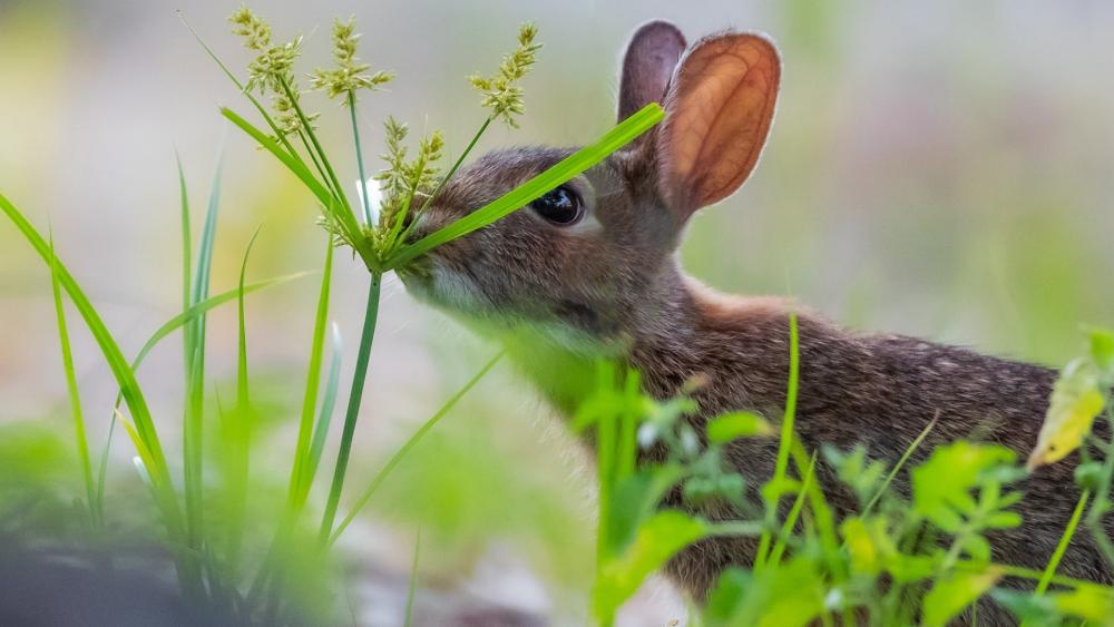 Curious Rabbit in Meadow Grass wallpaper