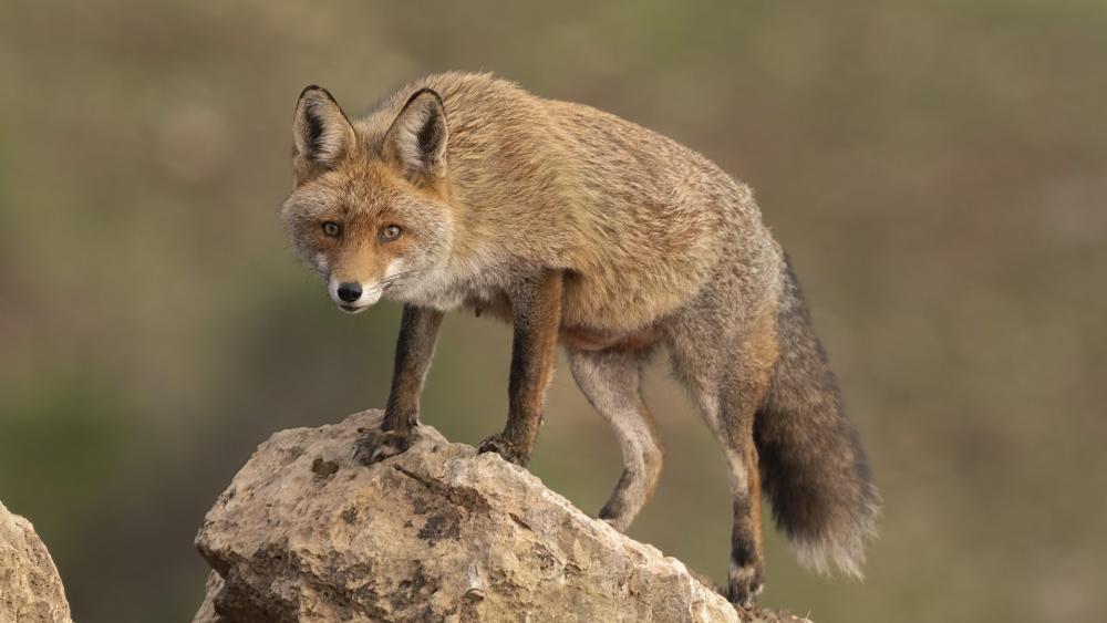 Wild Fox on Rocky Perch wallpaper