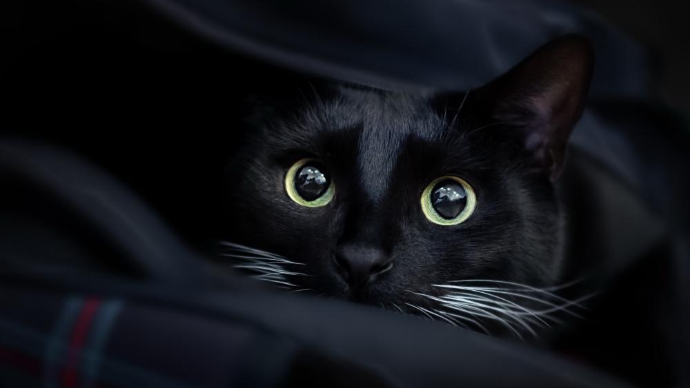 Glimmering Eyes of a Hidden Black Cat wallpaper