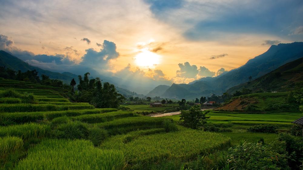 Golden Sunrise Over Asian Rice Terraces wallpaper