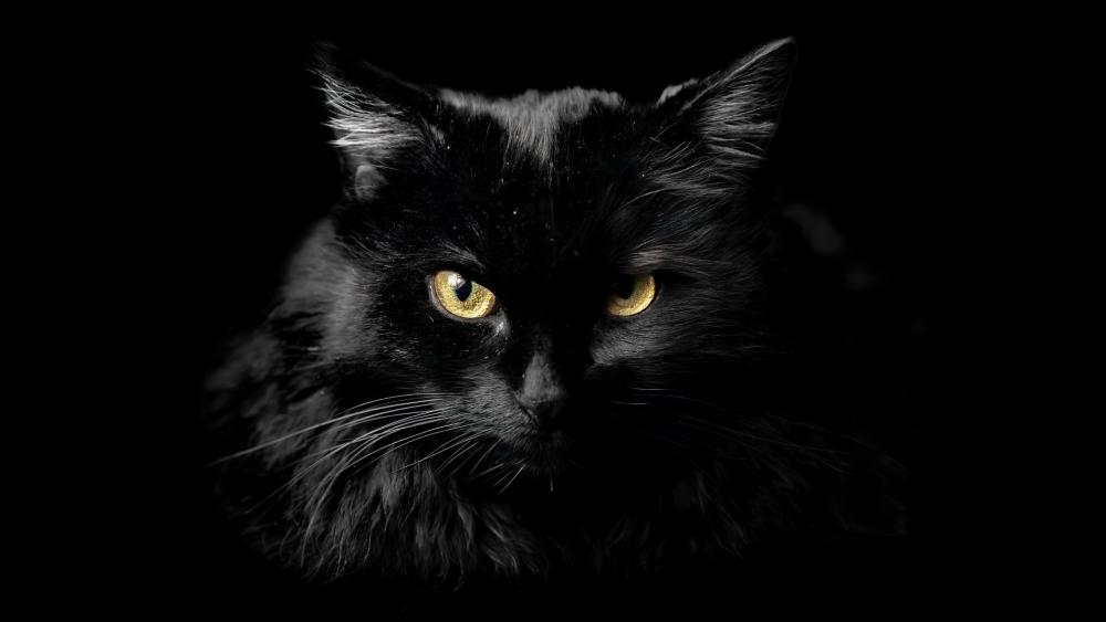 Mystique of the Black Cat wallpaper