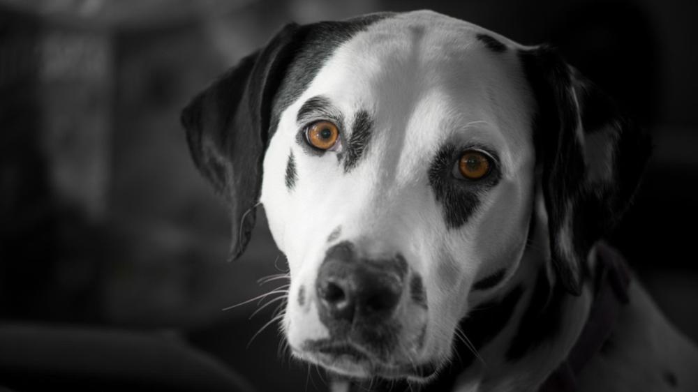 Elegant Dalmatian Portrait wallpaper