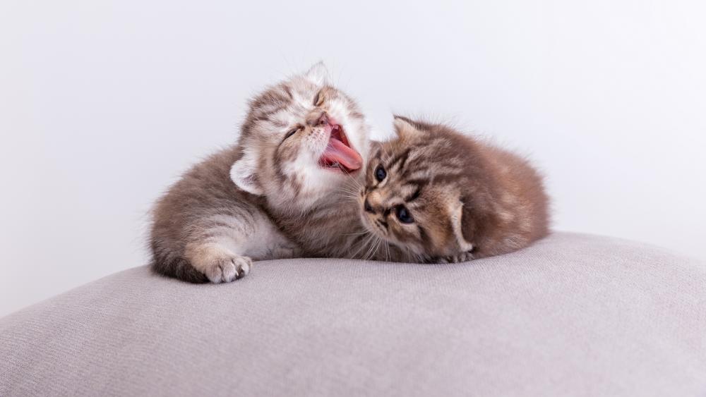 Playful Kittens on Soft Cushion wallpaper