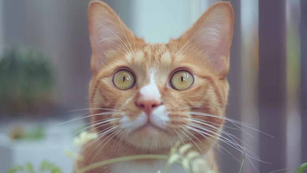 Curious Ginger Cat Close Up wallpaper