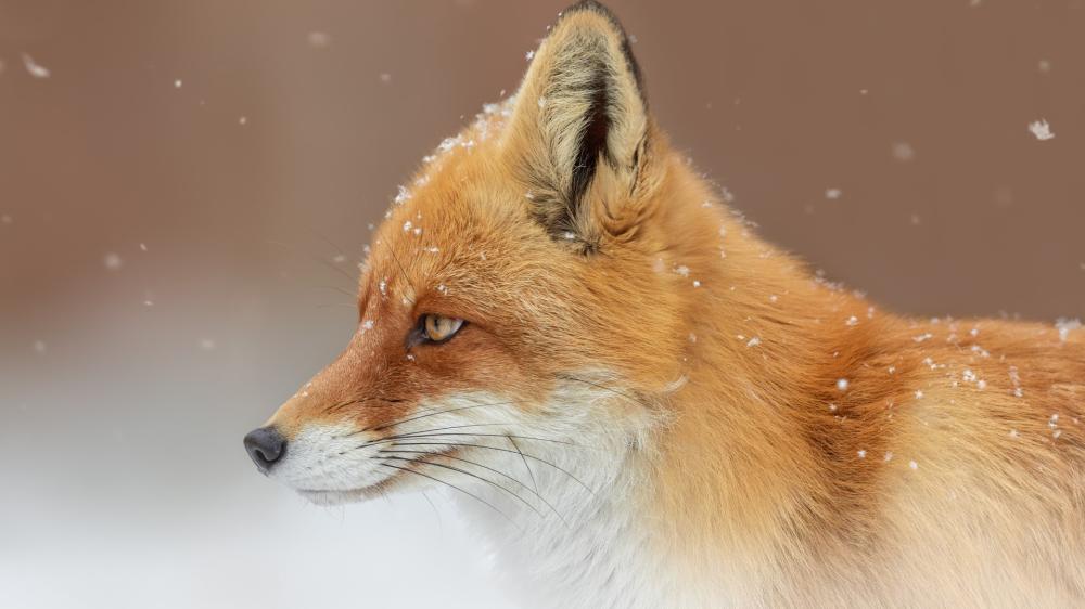 Red Fox in Gentle Snowfall wallpaper