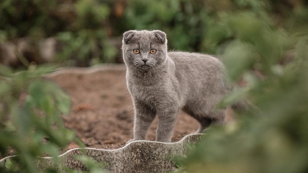 Elegant Grey Scottish Fold in Nature wallpaper