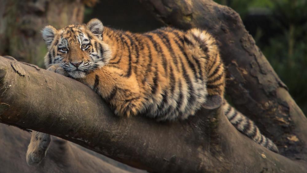 Resting Tiger on Tree Branch wallpaper