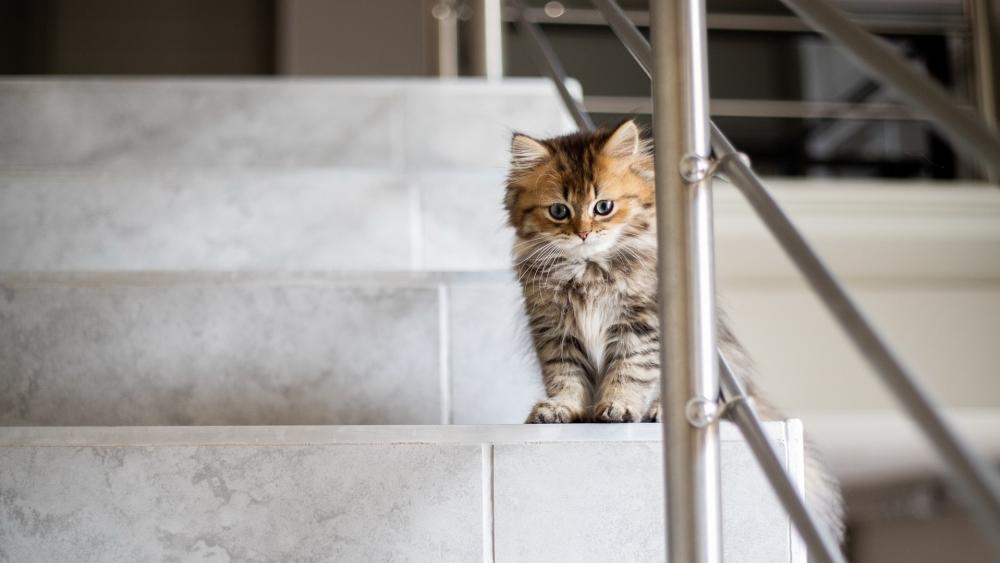 Curious Kitten on the Stairs wallpaper
