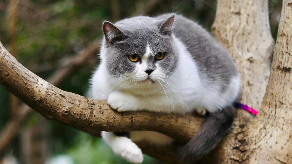 Serene Gray and White Cat on Branch wallpaper