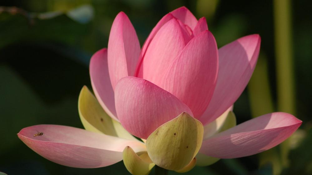 Pink Lotus Bloom in Sunlit Serenity wallpaper