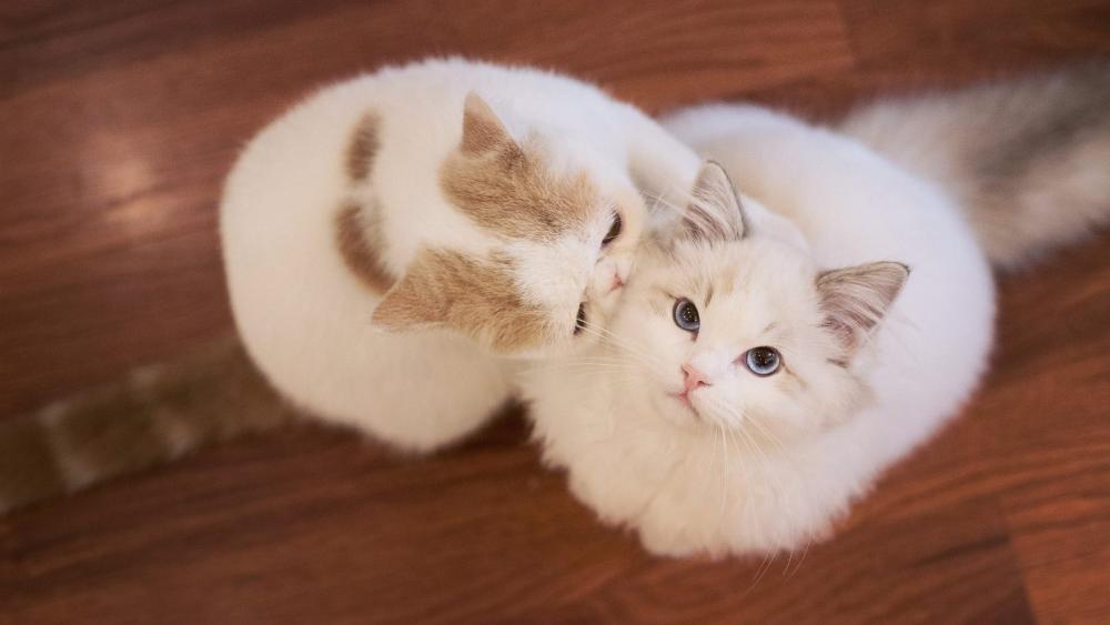 Adorable Kittens Sharing a Tender Moment wallpaper