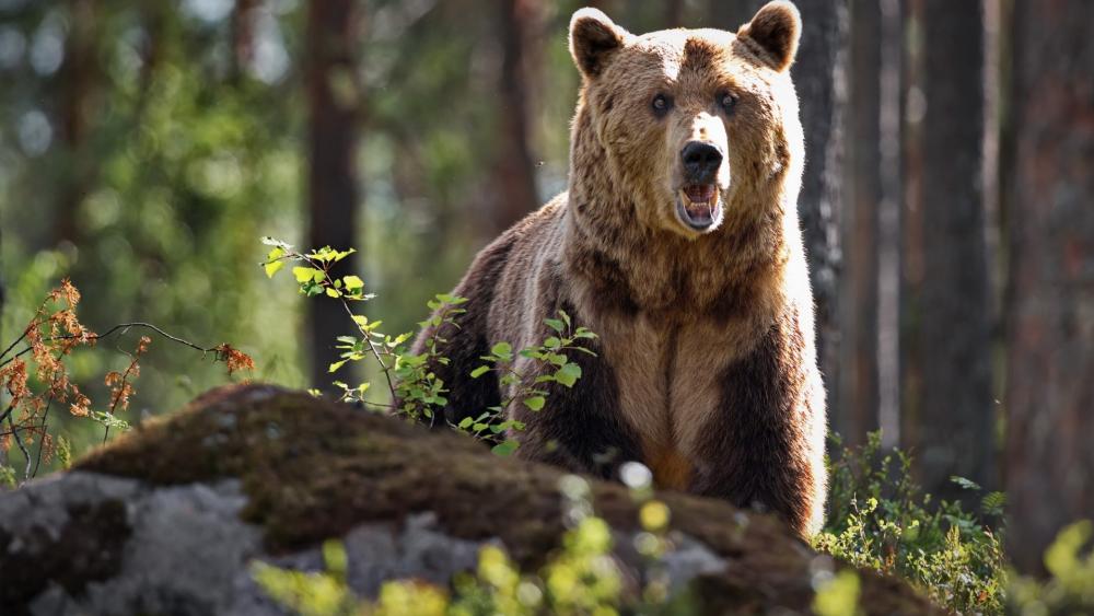 Wild Forest Bear Encounter wallpaper
