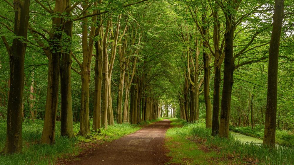 Enchanted Spring Forest Path wallpaper