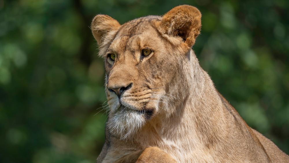 Graceful Lioness in Natural Light wallpaper
