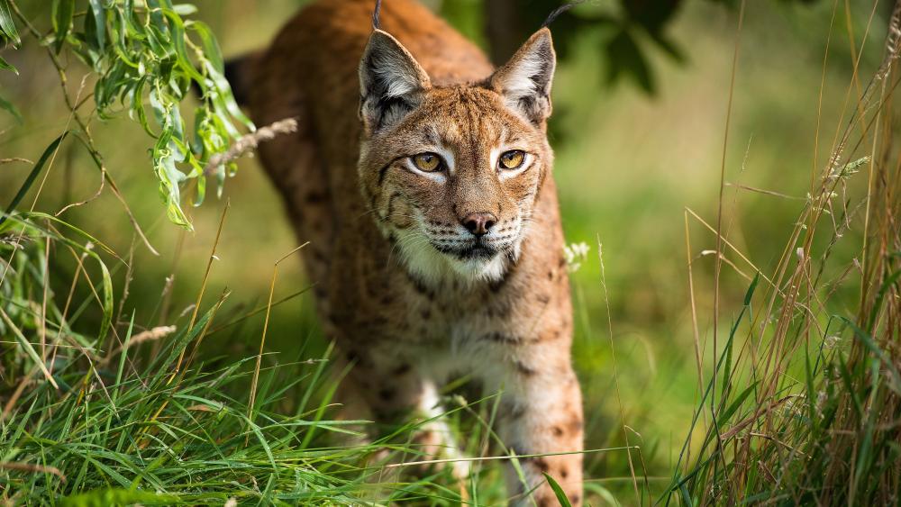 Majestic Eurasian Lynx in Golden Grassland wallpaper