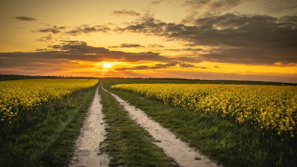 Golden Path Through Sunset Fields wallpaper