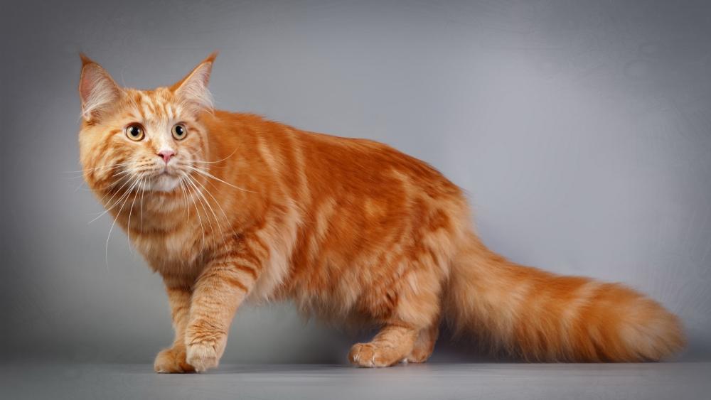 Majestic Ginger Tabby Cat Wallpaper wallpaper