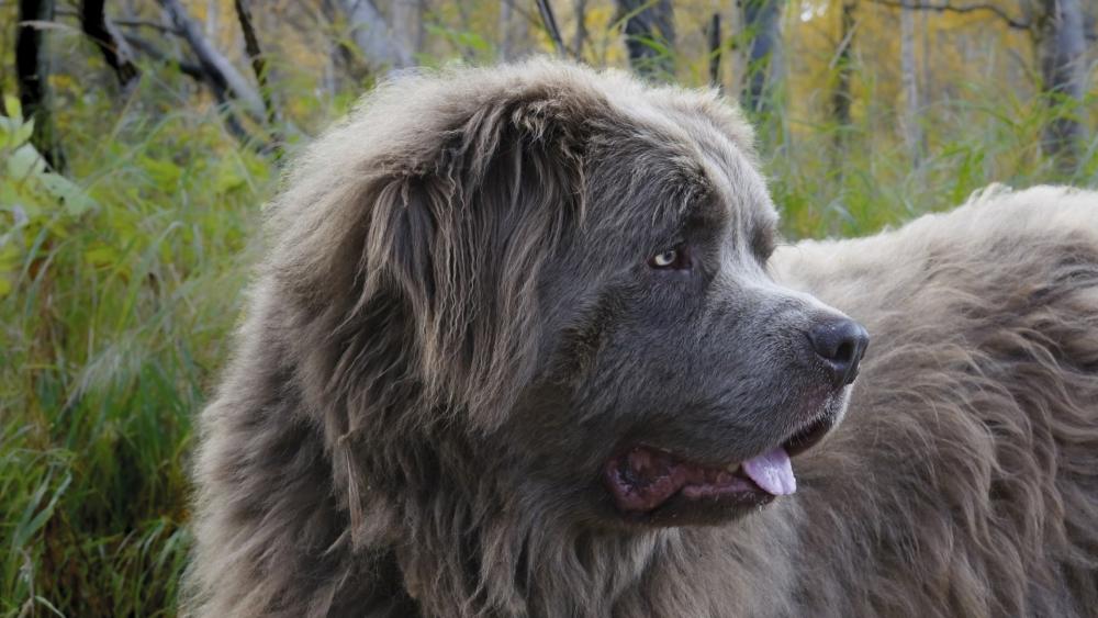 Majestic Newfoundland in Natural Light wallpaper