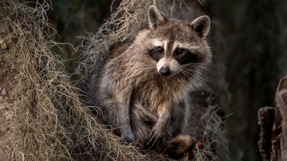Curious Raccoon in Forest Shadows wallpaper