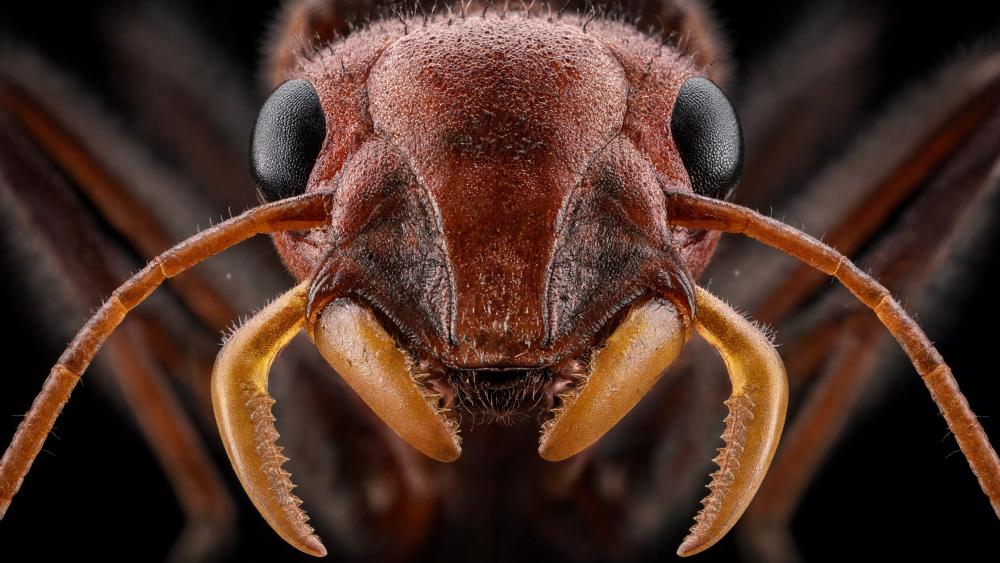 Macro Portrait of a Fierce Ant wallpaper