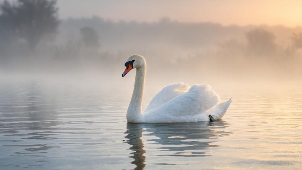 Graceful Swan in Misty Dawn Lake wallpaper