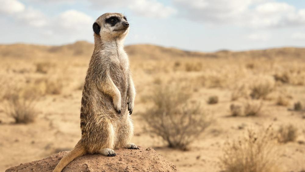 Watchful Meerkat on the Sunny Steppe wallpaper