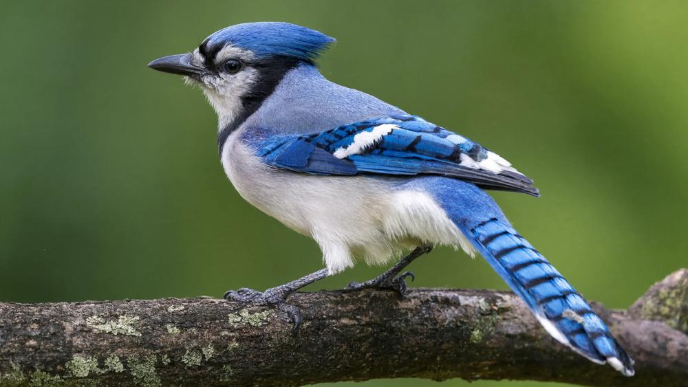 Blue Jay on Branch wallpaper
