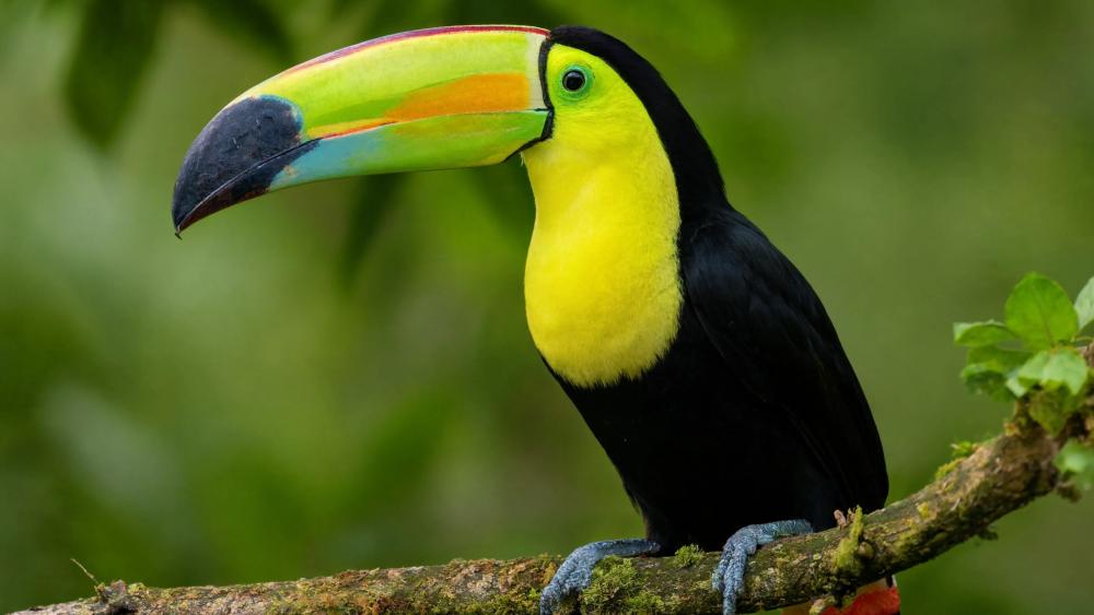 Colorful Keel Billed Toucan Portrait wallpaper
