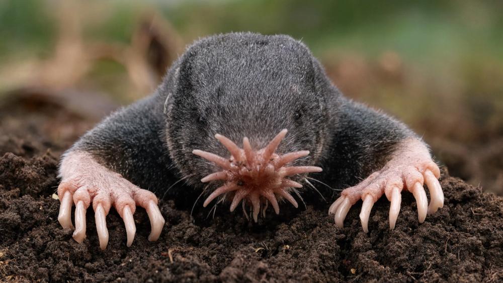 Star Nosed Mole wallpaper