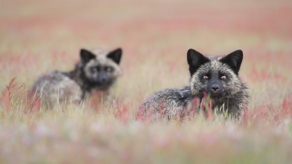 Silent Foxes in Meadow Light wallpaper
