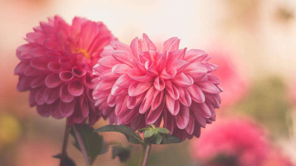 Pink Dahlia Bloom wallpaper