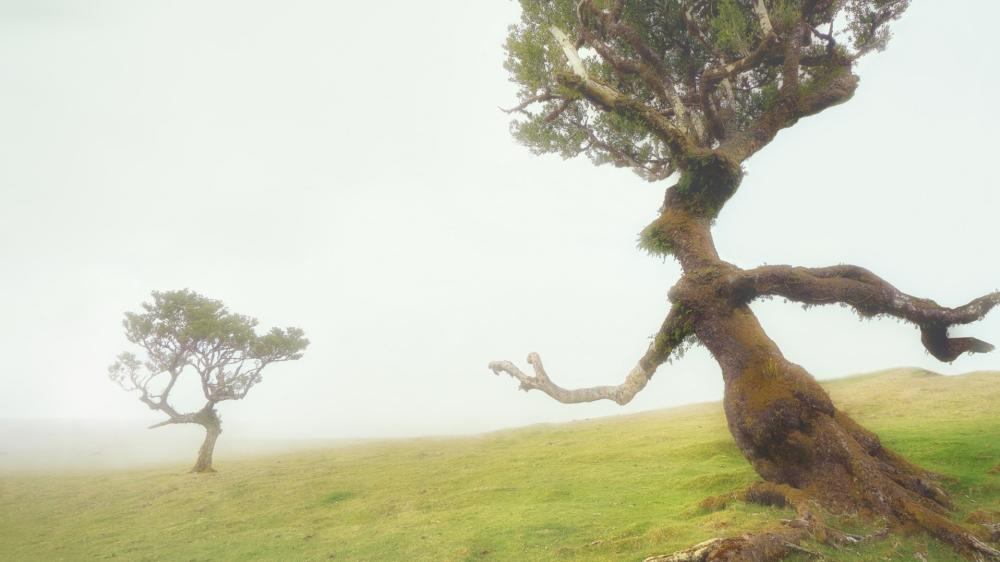Misty Hillside Solitude wallpaper