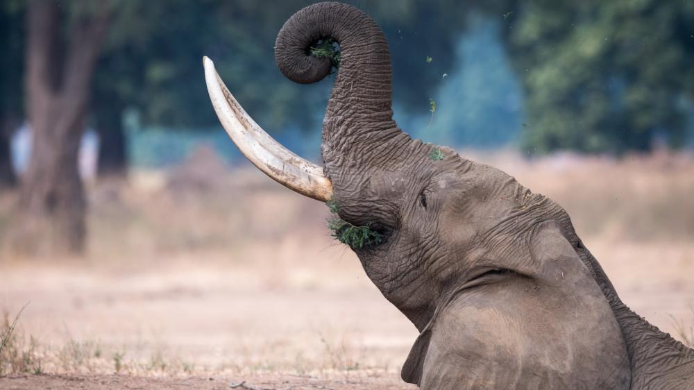 Majestic Elephant Safari Pose wallpaper