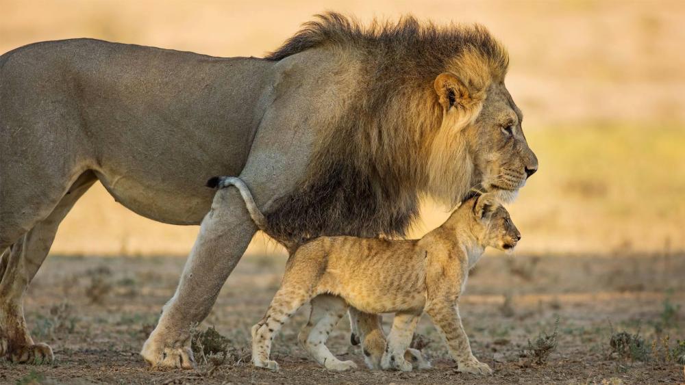 Lion Cub Walking Beside Majestic King wallpaper