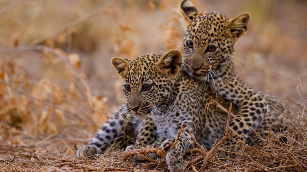 Leopard Cubs Resting in Golden Grassland wallpaper