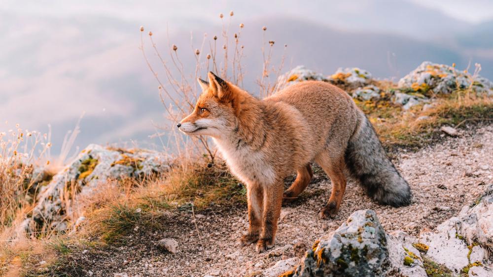Majestic Red Fox on Mountain Trail wallpaper