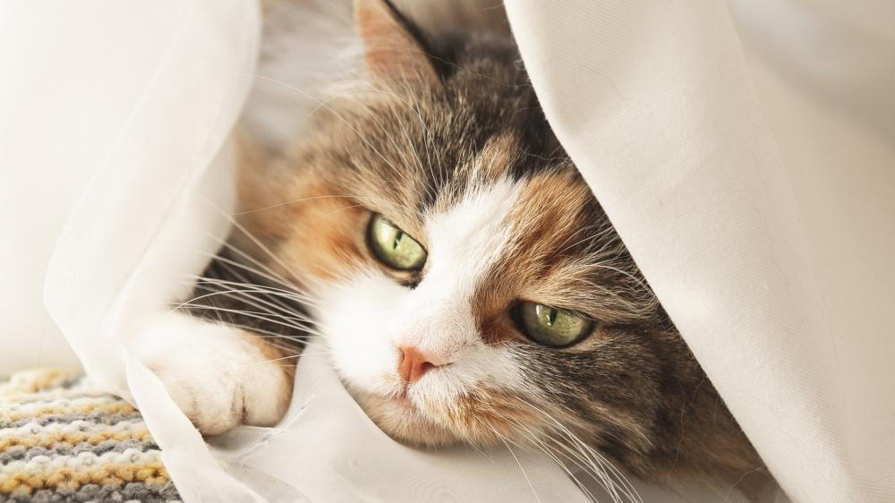 Curious Cat Beneath Soft Curtains wallpaper