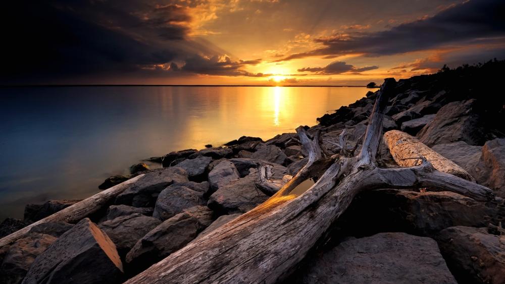 Golden Driftwood Coastline Sunset wallpaper
