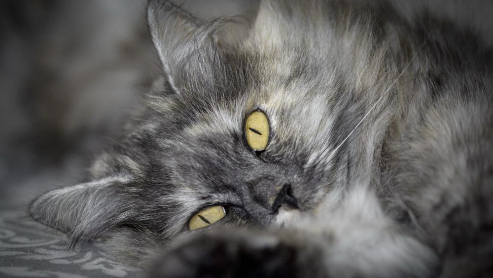 Dreamy Grey Cat Closeup wallpaper