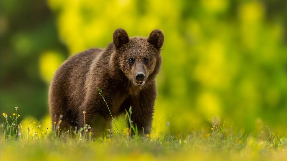 Curious Bear Cub in Golden Meadow wallpaper
