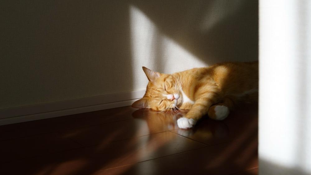 Sunlit Ginger Cat Nap wallpaper