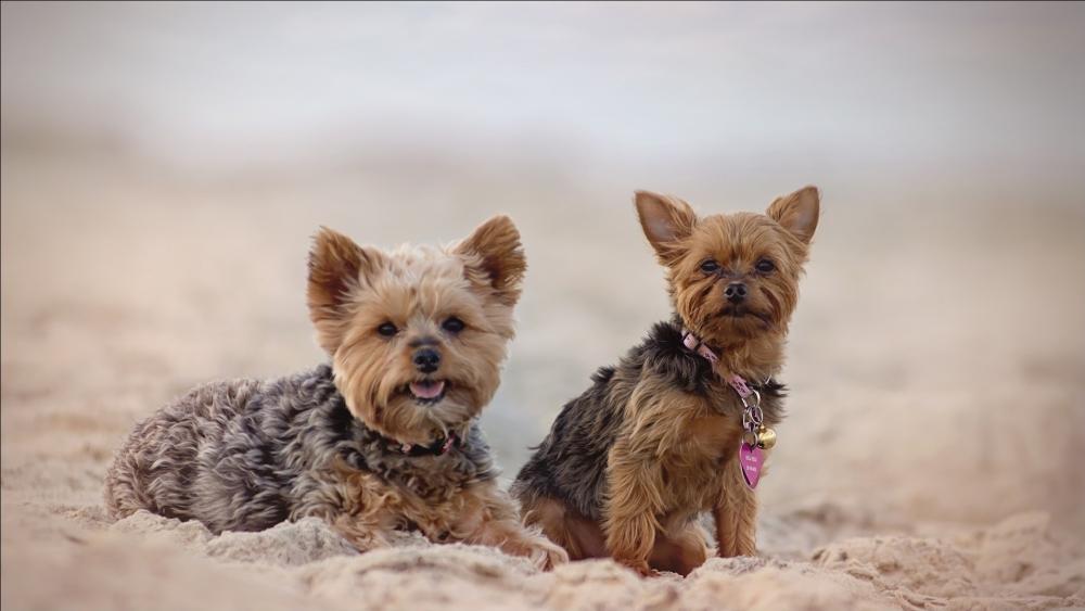 Adorable Yorkshire Terriers on Sandy Beach wallpaper